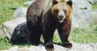 В Смолян не предлагат застраховка срещу нападение от мечка