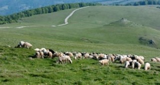 Бойко Синапов: Българските стада ще изчакат още една седмица преди да преминат в Гърция