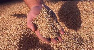 Руските фермери са ожънали 41,5 милиона тона зърно