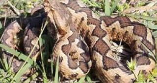 Повишена популация на змии през тази година