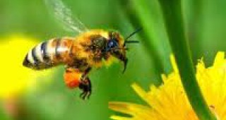 Открива се пчелна ферма в разградското село Крояч
