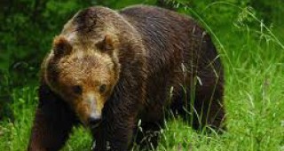 Огромен интерес към туристическите маршрути за наблюдение на мечки