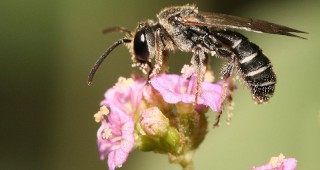 Откриха нови пчелни видове в центъра на Торонто