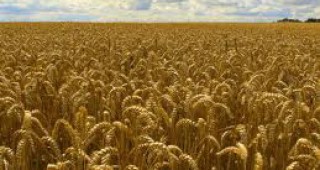 Пълната забрана за износ на зърно от Русия продължи две седмици