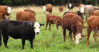 До 2016 г. няма да има млеко- и месопроизводители в България, според земеделец