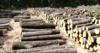 Кубик дърва в Благоевград струва около 60 лв.