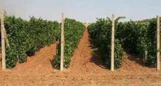 По-ниско качество на гроздето в община Сухиндол