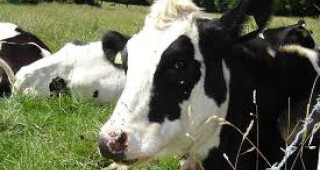 В Смолянско със 7% е намалял броят на отглежданите крави