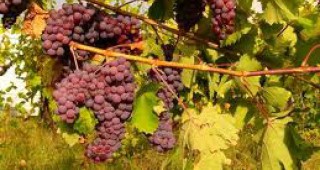 Очаква се спад в добивите на грозде в Русенско