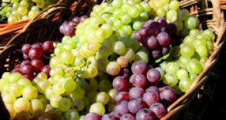 С 30 % по-слаба реколта от грозде в Търговищко