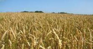 Германия внася максимално количество пшеница