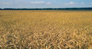 3 760 550 тона пшеница е произведена от нова реколта