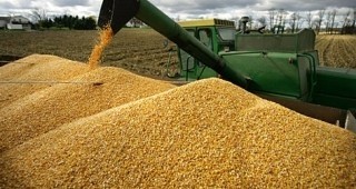 Сушата вдига цените на пшеницата