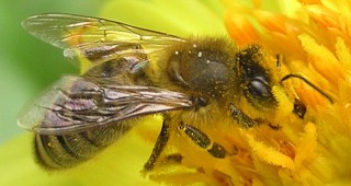 Потвърден е спадът в пчелното опрашване
