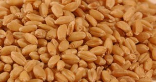 До момента България е изнесла 1,6 млн. тона зърно
