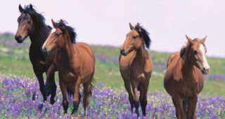 Да бъдем на ти с конете или как да станем естествени ездачи