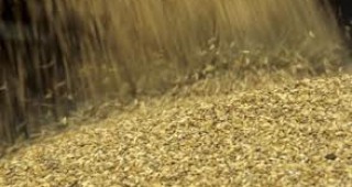 Цените на пшеницата и царевицата с лек спад