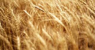 По-голям износ на зърно за България