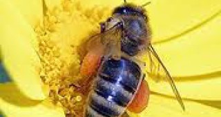 Селското стопанство- застрашено от измирането на пчелите