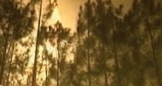 Пожар в боров масив в Свиленградско