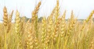 Цените на пшеницата у нас се върнаха на рекордните 330 лв. от август