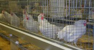 МЗХ договори допълнителни средства за инвестиции в животновъдните ферми