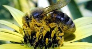 Около 50 кг мед от кошер вадят пчеларите през тази година