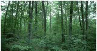 Държавните гори ще се продават при действащ устройствен план