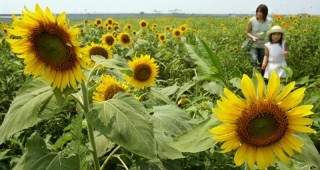 Фермерите от Разградско прибират три пъти по-висока реколта слънчоглед от миналата година
