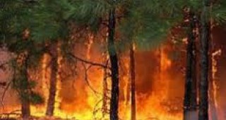 99 броя горски пожара от началото на годината до средата на месец септември