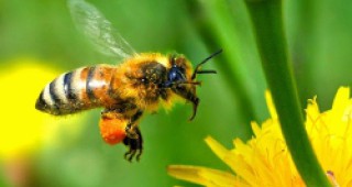 ЕС одобри увеличение на помощта за пчеларския сектор