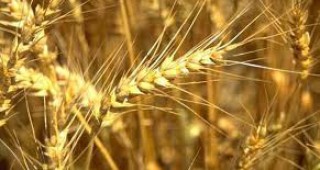 Ирландия заема първо място по добив на пшеница