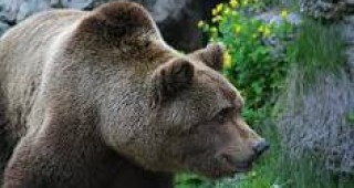 Три смолянски села нападнати от мечки