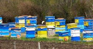 Добивите от пчелен мед в Смолянско са катастрофални