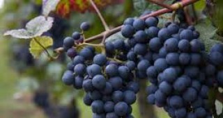 Състоянието на лозаро-винарския сектор в България е стабилно