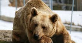 Уникална операция на мечка извършиха български специалисти в Парка в Белица