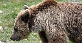 Издадоха още две разрешителни за отстрел на мечки в Смолянско