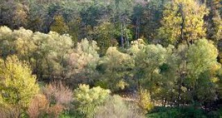 Инвеститори връщат заменени гори в държавния фонд