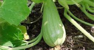 Тиквичка-гигант отгледа в градината си фермер от Смолян