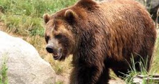 Започна мониторингът на кафява мечка в област Смолян