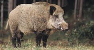 Ловците ще могат да изследват свинското за трихинелоза в Районните служби на ДВСК в страната