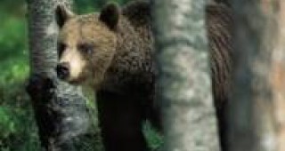 В общините Смолян и Баните три села са били нападнати от мечки