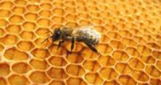 Прием на проекти по Националната програма по пчеларство започва от 15 октомври