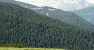 Инж. Ценко Ценов: В Закона за горите са намалени бюрократичните спънки