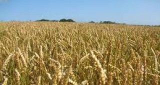 Украйна ограничава износа си на зърно до края на 2010 година