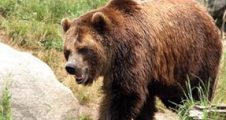 Отстрел на мечка разрешиха в три смолянски села