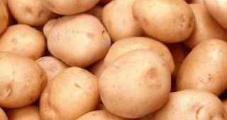 В Смолянско вече са извадени 80% от картофите