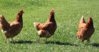 Яйцата на свободно отглежданите и щастливи кокошки са много по-качествени и богати на полезни вещества