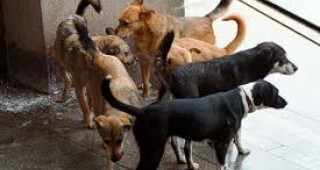 В общинския приют за кучета в Кюстендил са постъпили над 870 животни