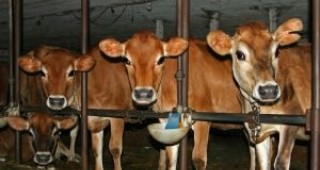 Защитни цени за млякото искат млекопроизводители